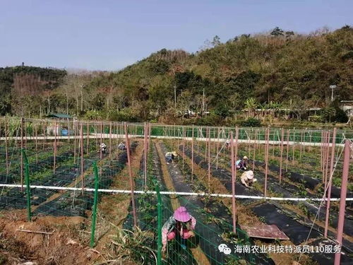 五指山市科技特派員 防疫生產(chǎn)兩手抓，農(nóng)技服務助振興