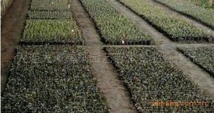 優(yōu)質(zhì)二年生高叢藍莓營養(yǎng)缽苗供應商 大連大譚瑞鳳園藝苗木專業(yè)合作社