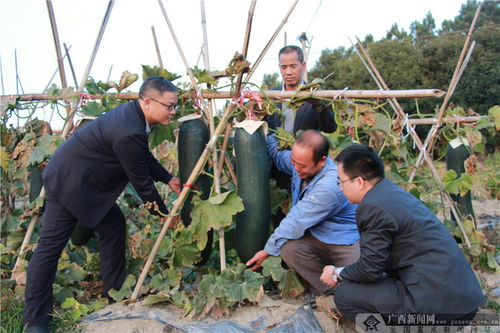 農(nóng)行欽州郊區(qū)支行 深耕種植產(chǎn)業(yè)金融服務，賦能農(nóng)業(yè)園藝發(fā)展