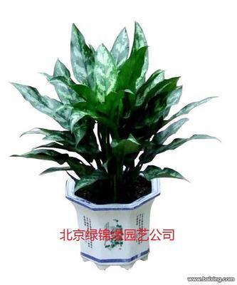北京農(nóng)業(yè)園藝服務 花卉銷售、綠植租賃與鮮花批發(fā)全解析