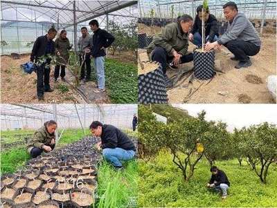科技春風(fēng)吹進湘西 園藝專家田間地頭助春耕